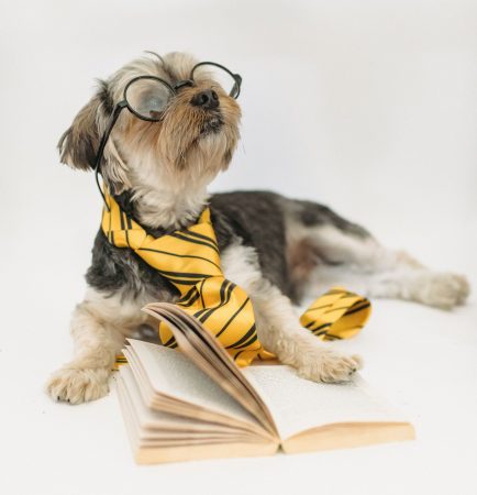 Bonus 2021: la nuova manovra tra bonus auto e p.iva